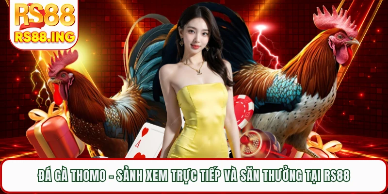 Đá Gà Thomo - Sảnh Xem Trực Tiếp Và Săn Thưởng Tại RS88