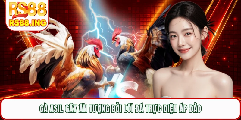 Gà Asil gây ấn tượng bởi lối đá trực diện áp đảo